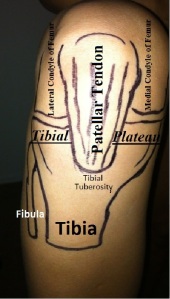 Anatomical Knee Labeled